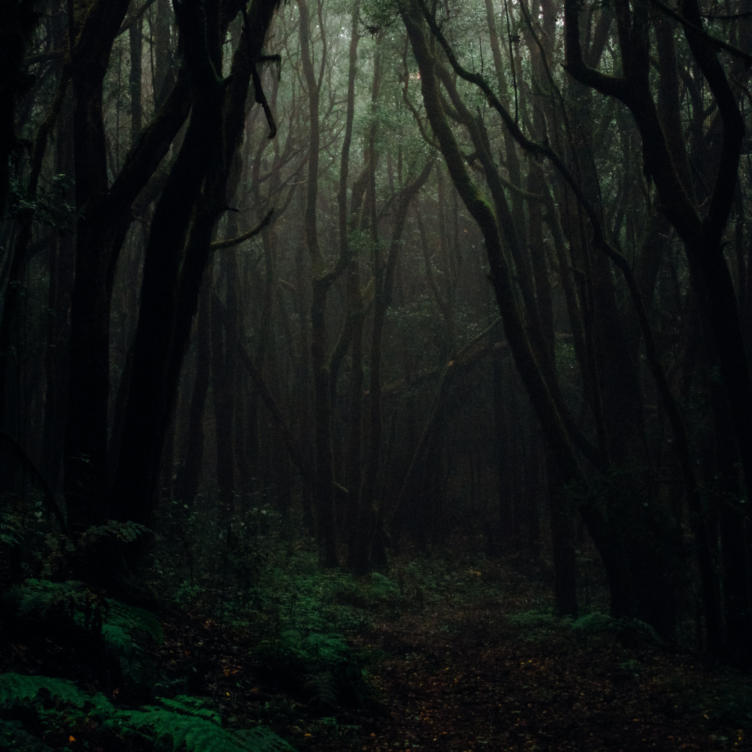 forest.png